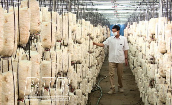 Có bộ thiết bị biết &quot;lắng nghe&quot;, nông dân trồng nấm ở Thái Bình nhàn tênh mà thu lãi khủng - Ảnh 1.