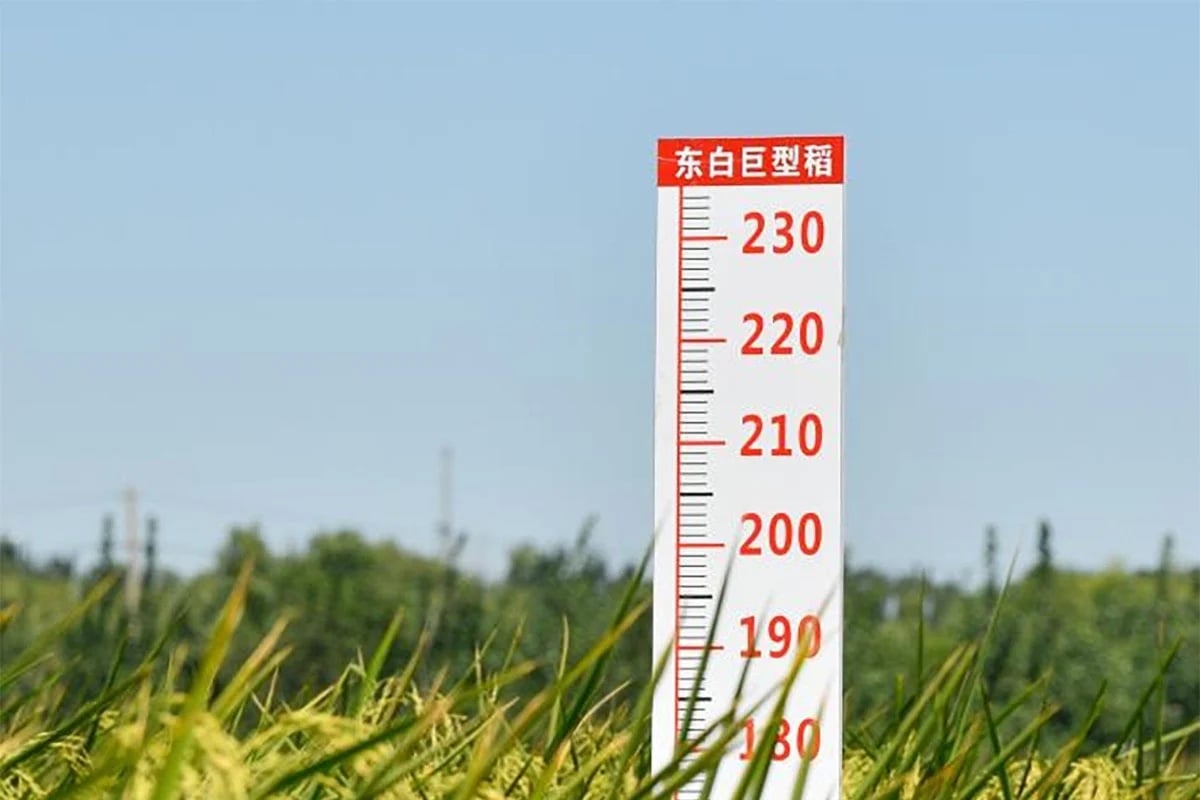Lúa lai ‘khổng lồ’ của Trung Quốc sẽ trở thành nhân tố đảm bảo an ninh lương thực toàn cầu? - Ảnh 1. Lúa lai ‘khổng lồ’ của Trung Quốc sẽ trở thành nhân tố đảm bảo an ninh lương thực toàn cầu? - Ảnh 1.