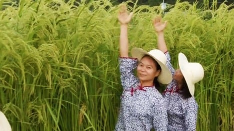 Lúa lai ‘khổng lồ’ của Trung Quốc sẽ trở thành nhân tố đảm bảo an ninh lương thực toàn cầu? - Ảnh 2. Lúa lai ‘khổng lồ’ của Trung Quốc sẽ trở thành nhân tố đảm bảo an ninh lương thực toàn cầu? - Ảnh 2.