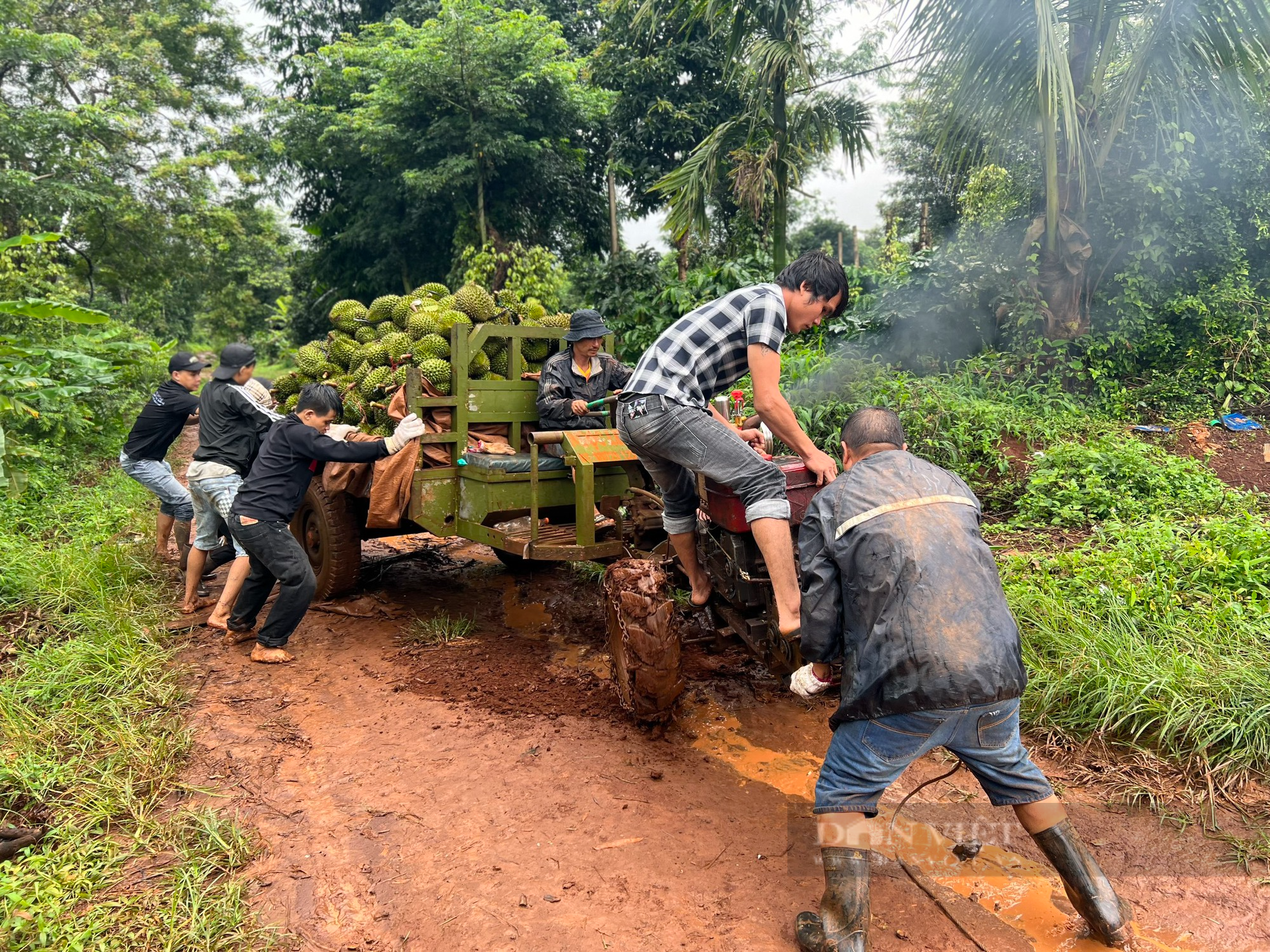 Mùa mưa bão, người dân &quot;dở khóc dở cười&quot; vận chuyển sầu riêng - Ảnh 4.