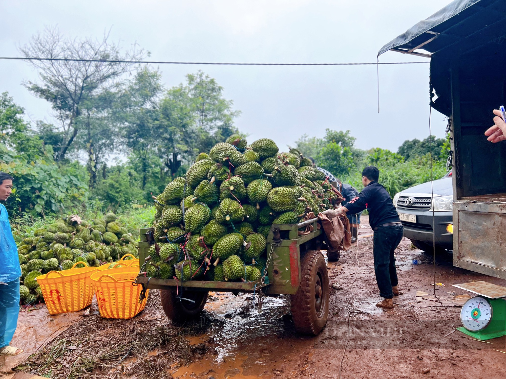 Mùa mưa bão, người dân &quot;dở khóc dở cười&quot; vận chuyển sầu riêng - Ảnh 5.