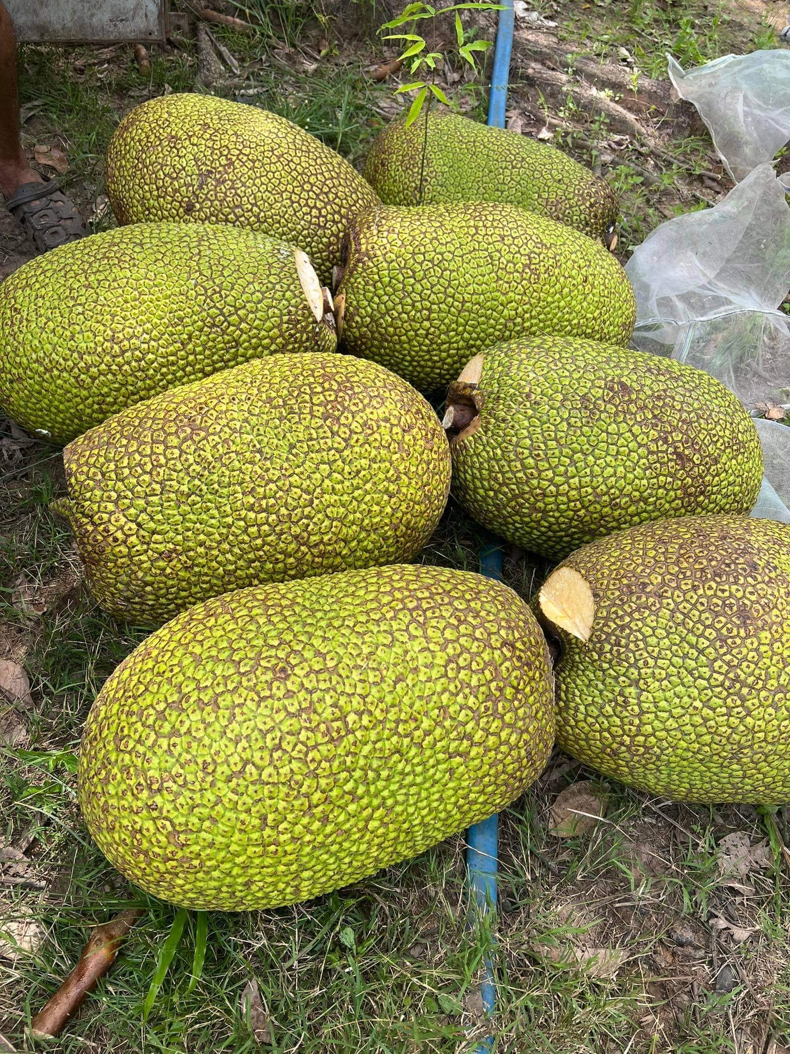 Giá mít Thái hôm nay 10/9: Nhà vườn lo dưỡng từng trái mít Thái, hy vọng bán được giá cao - Ảnh 1.
