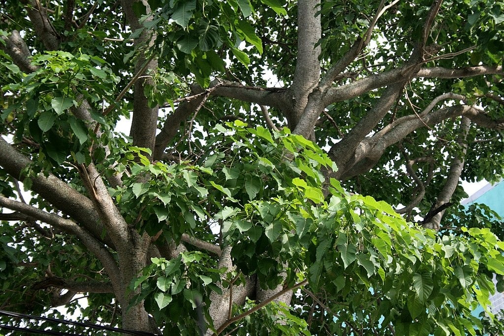 Loại quả quen thuộc, rụng đầy đất, khiến nhiều học sinh ở Điện Biên bị ngộ độc là quả gì? - Ảnh 5.