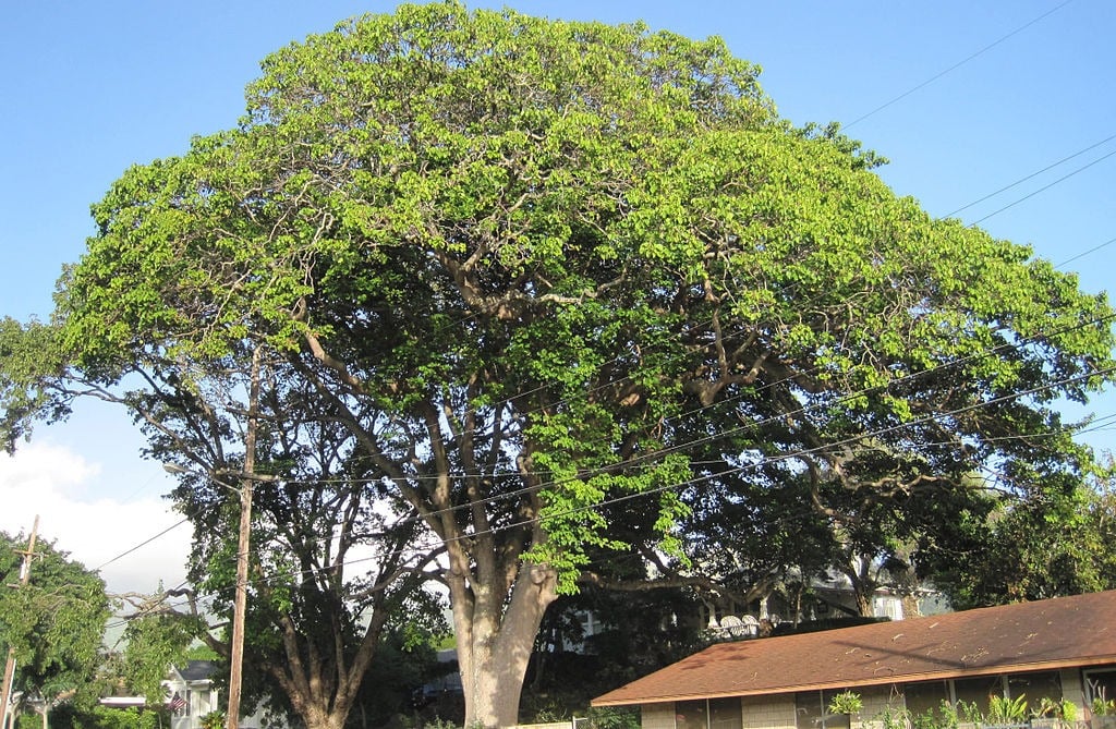 Loại quả quen thuộc, rụng đầy đất, khiến nhiều học sinh ở Điện Biên bị ngộ độc là quả gì? - Ảnh 4.