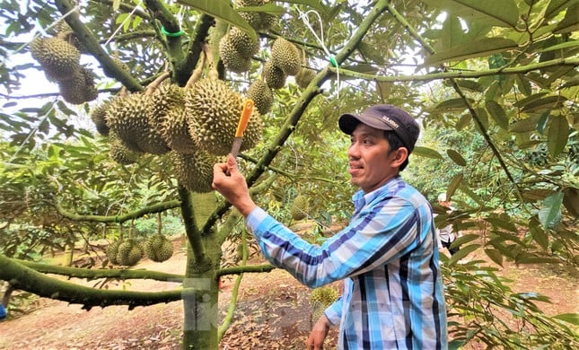 Ngỡ ngàng việc làm đẹp cho 'nữ hoàng' trái cây-sầu riêng trước khi xuất ngoại - Ảnh 2.