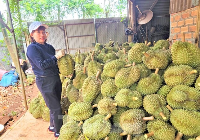 Ngỡ ngàng việc làm đẹp cho 'nữ hoàng' trái cây-sầu riêng trước khi xuất ngoại - Ảnh 6.