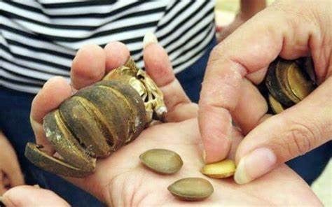 Loại quả quen thuộc, rụng đầy đất, khiến nhiều học sinh ở Điện Biên bị ngộ độc là quả gì? - Ảnh 2.