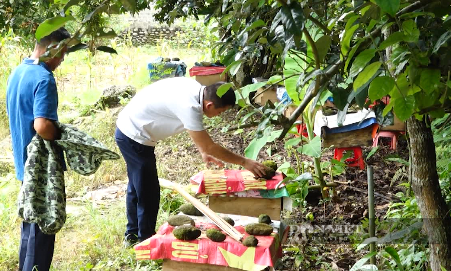 Làm chuồng trại nuôi ngựa, ong, nông dân vùng này của Lai Châu giàu có, môi trường sống cũng tốt lên - Ảnh 3.