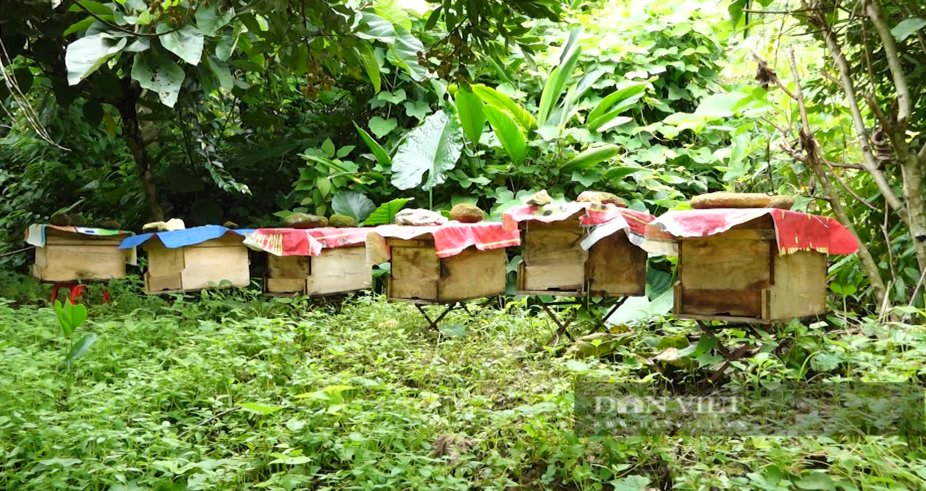 Làm chuồng trại nuôi ngựa, ong, nông dân vùng này của Lai Châu giàu có, môi trường sống cũng tốt lên - Ảnh 4.