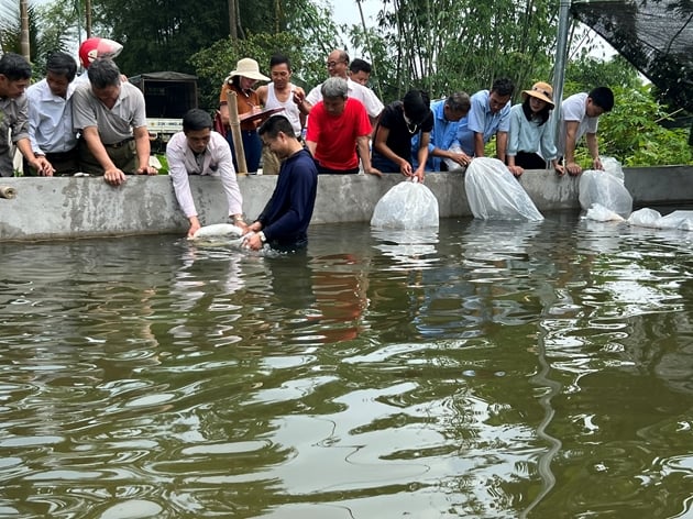 Nuôi thứ cá "quý tộc" trong bể trên cạn bán đắt tiền, một HTX ở Phú Thọ thu 10 tỷ/năm - Ảnh 1. Nuôi thứ cá "quý tộc" trong bể trên cạn bán đắt tiền, một HTX ở Phú Thọ thu 10 tỷ/năm - Ảnh 1.