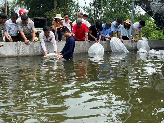 Nuôi thứ cá "quý tộc" trong bể trên cạn bán đắt tiền, một HTX ở Phú Thọ thu 10 tỷ/năm - Ảnh 2. Nuôi thứ cá "quý tộc" trong bể trên cạn bán đắt tiền, một HTX ở Phú Thọ thu 10 tỷ/năm - Ảnh 2.