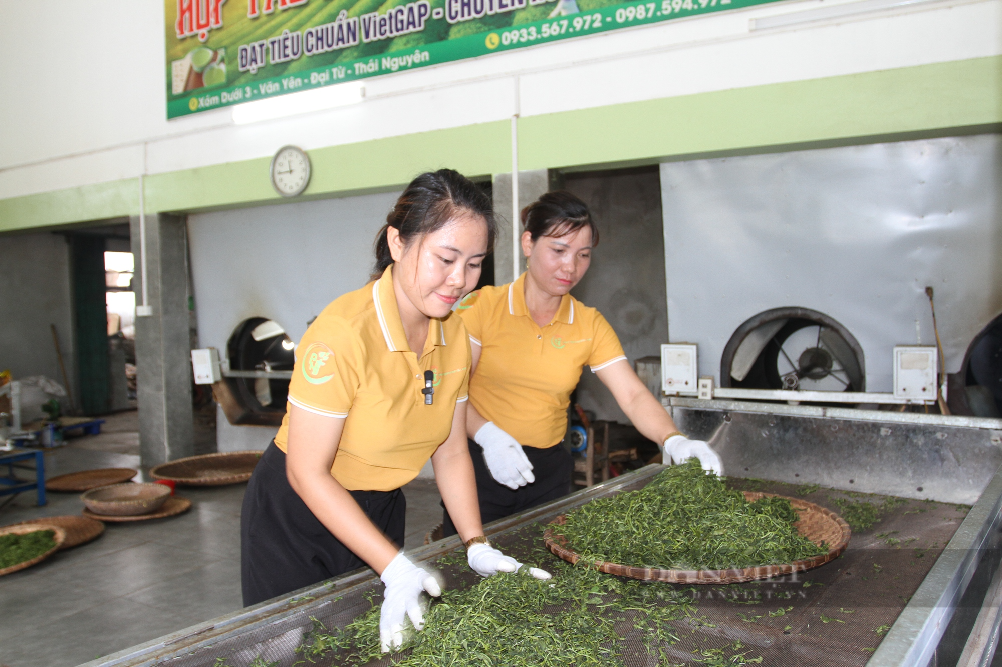 Rời chốn phồn hoa, cô gái trẻ quyết theo chồng ra Bắc lập nghiệp, xây dựng thương hiệu chè Thái Nguyên - Ảnh 4.