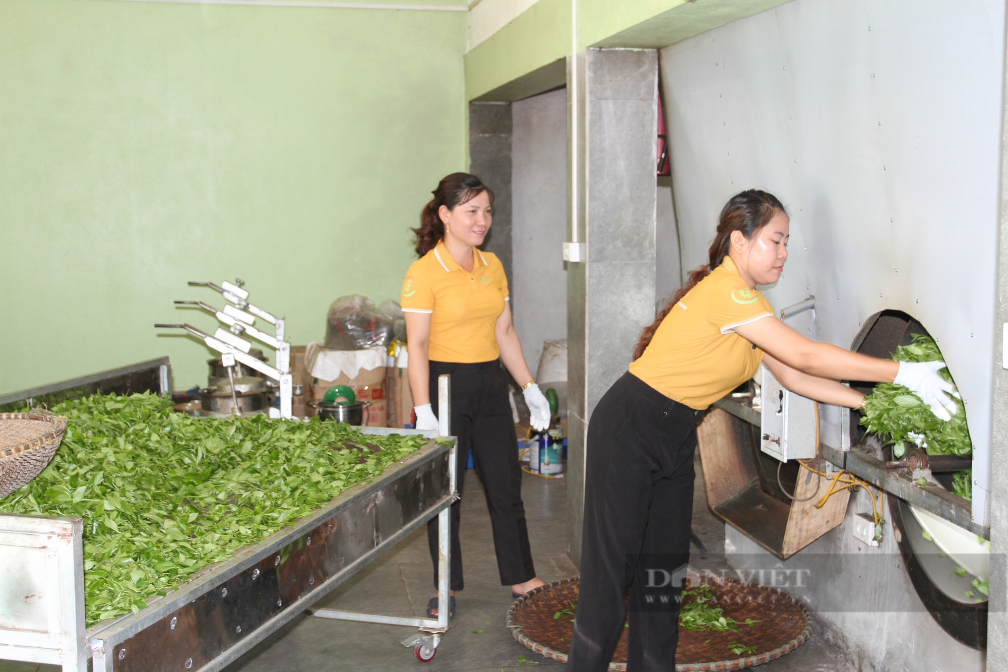 Rời chốn phồn hoa, cô gái trẻ quyết theo chồng ra Bắc lập nghiệp, xây dựng thương hiệu chè Thái Nguyên - Ảnh 6.