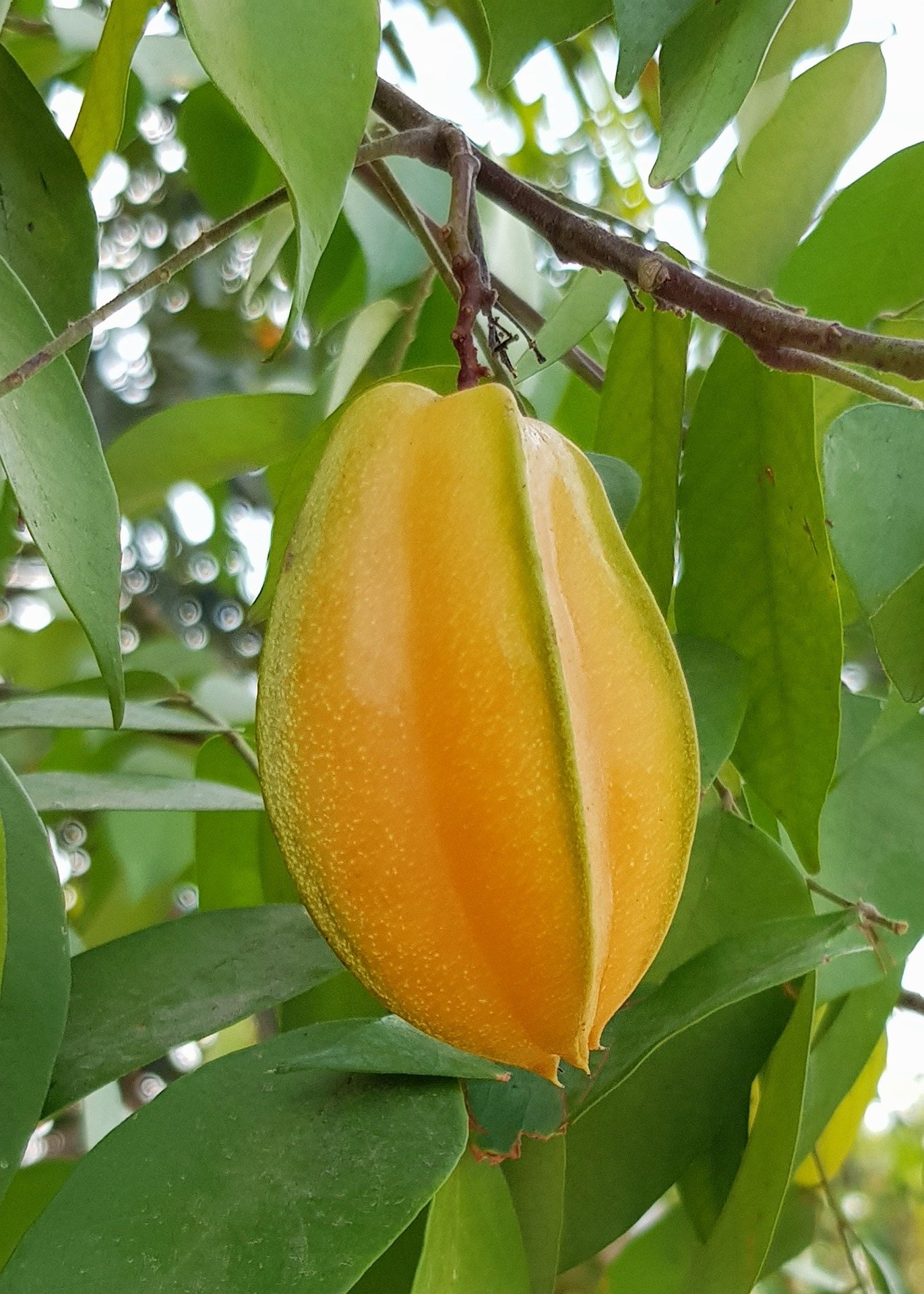 Loại quả ăn nhiều là &quot;phá bụng&quot;, không muốn dạ dày thành &quot;cái sàng&quot; thì đừng tham - Ảnh 8.