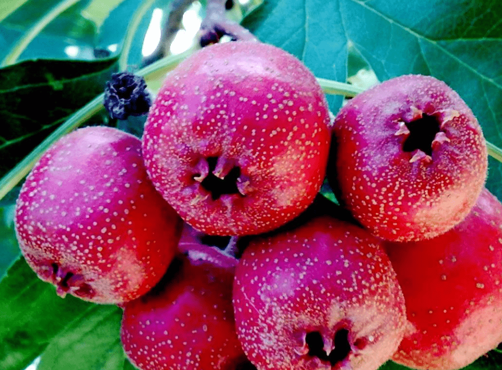 Loại quả ăn nhiều là &quot;phá bụng&quot;, không muốn dạ dày thành &quot;cái sàng&quot; thì đừng tham - Ảnh 3.