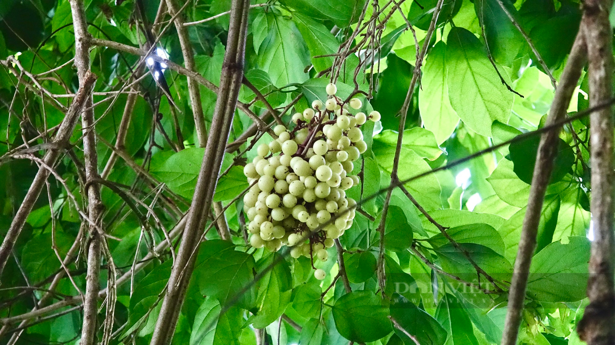 Vì sao cây nho mọc hoang dại trong rừng lại trở thành sản ở vùng Thất Sơn, An Giang? - Ảnh 4.