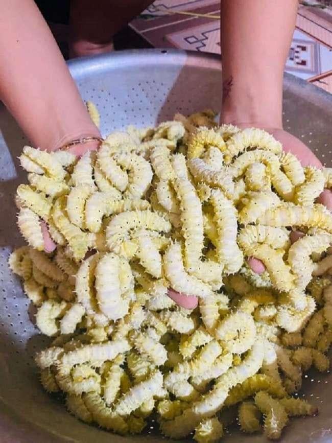 Loài nhìn ghê sợ nhưng được ví “bổ như nhân sâm”, giá 120.000 đồng/kg - Ảnh 3. Loài nhìn ghê sợ nhưng được ví “bổ như nhân sâm”, giá 120.000 đồng/kg - Ảnh 3.