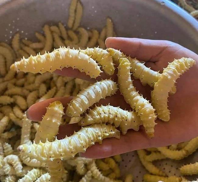 Loài nhìn ghê sợ nhưng được ví “bổ như nhân sâm”, giá 120.000 đồng/kg - Ảnh 4. Loài nhìn ghê sợ nhưng được ví “bổ như nhân sâm”, giá 120.000 đồng/kg - Ảnh 4.
