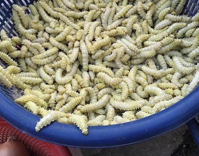 Loài nhìn ghê sợ nhưng được ví “bổ như nhân sâm”, giá 120.000 đồng/kg - Ảnh 8. Loài nhìn ghê sợ nhưng được ví “bổ như nhân sâm”, giá 120.000 đồng/kg - Ảnh 8.