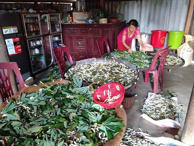 Loài nhìn ghê sợ nhưng được ví “bổ như nhân sâm”, giá 120.000 đồng/kg - Ảnh 6. Loài nhìn ghê sợ nhưng được ví “bổ như nhân sâm”, giá 120.000 đồng/kg - Ảnh 6.