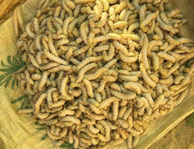 Loài nhìn ghê sợ nhưng được ví “bổ như nhân sâm”, giá 120.000 đồng/kg - Ảnh 2. Loài nhìn ghê sợ nhưng được ví “bổ như nhân sâm”, giá 120.000 đồng/kg - Ảnh 2.