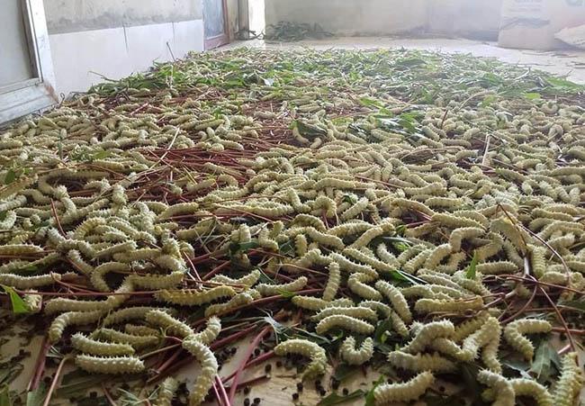 Loài nhìn ghê sợ nhưng được ví “bổ như nhân sâm”, giá 120.000 đồng/kg - Ảnh 7. Loài nhìn ghê sợ nhưng được ví “bổ như nhân sâm”, giá 120.000 đồng/kg - Ảnh 7.