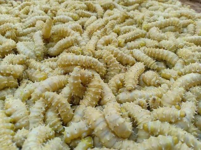 Loài nhìn ghê sợ nhưng được ví “bổ như nhân sâm”, giá 120.000 đồng/kg - Ảnh 1. Loài nhìn ghê sợ nhưng được ví “bổ như nhân sâm”, giá 120.000 đồng/kg - Ảnh 1.