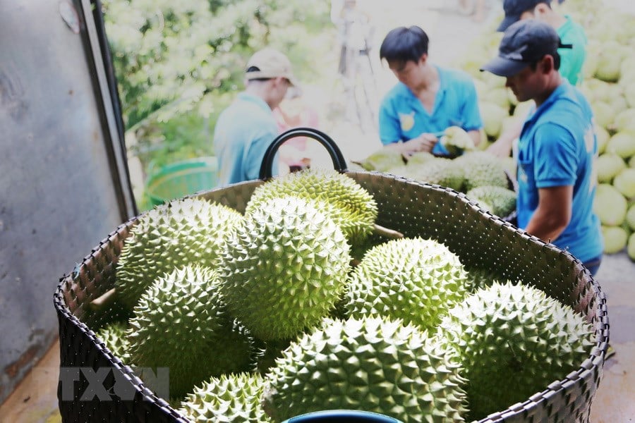 Trung Quốc chi hơn 2,2 tỷ USD mua loại hoa quả nào của Việt Nam? - Ảnh 1. Trung Quốc chi hơn 2,2 tỷ USD mua loại hoa quả nào của Việt Nam? - Ảnh 1.