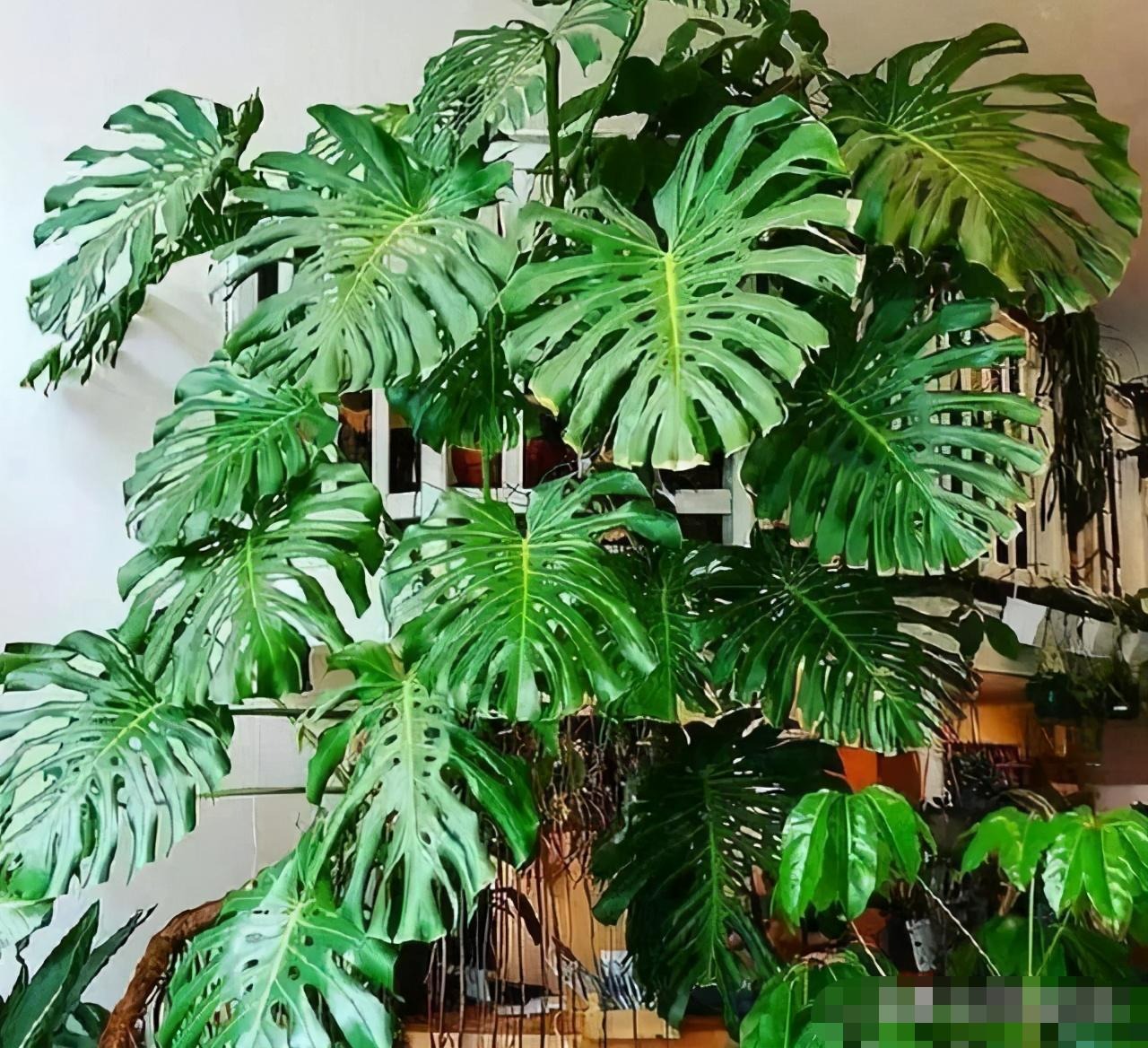 Mê mẩn với cây cảnh có lá như miếng phô mai xanh khổng lồ, trồng trong nhà vượng vận, cầu an - Ảnh 6.