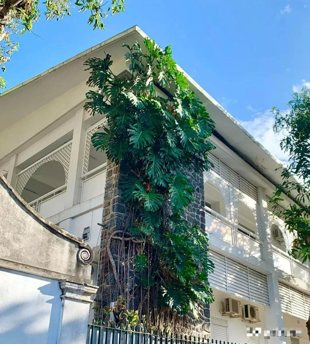 Mê mẩn với cây cảnh có lá như miếng phô mai xanh khổng lồ, trồng trong nhà vượng vận, cầu an - Ảnh 7.