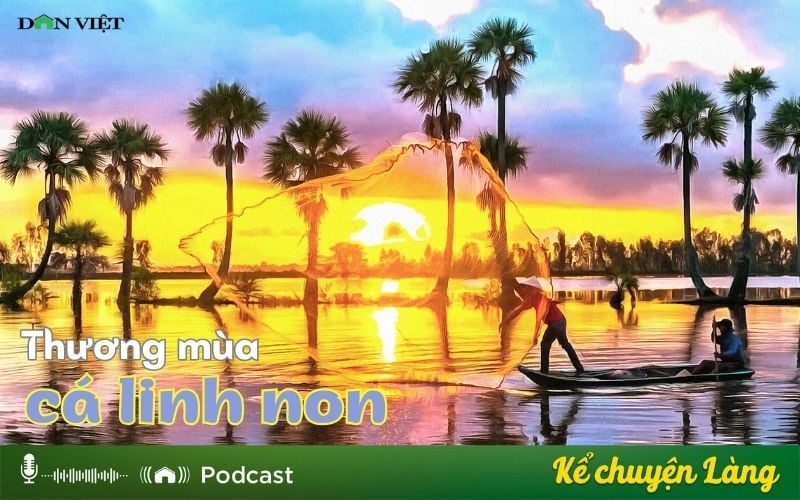 Thương mùa cá linh non - Ảnh 1.