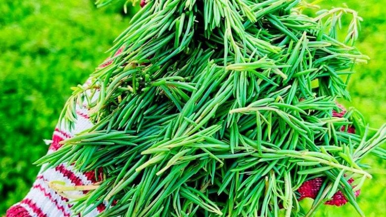 Rau còng còng là rau gì mà được ví như "lộc trời" vì vị độc lạ, muốn mua phải đặt trước và giá khá cao - Ảnh 1. Rau còng còng là rau gì mà được ví như "lộc trời" vì vị độc lạ, muốn mua phải đặt trước và giá khá cao - Ảnh 1.
