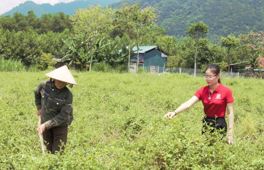 Cây cà gai leo đã hỗ trợ người dân có cuộc sống tốt hơn