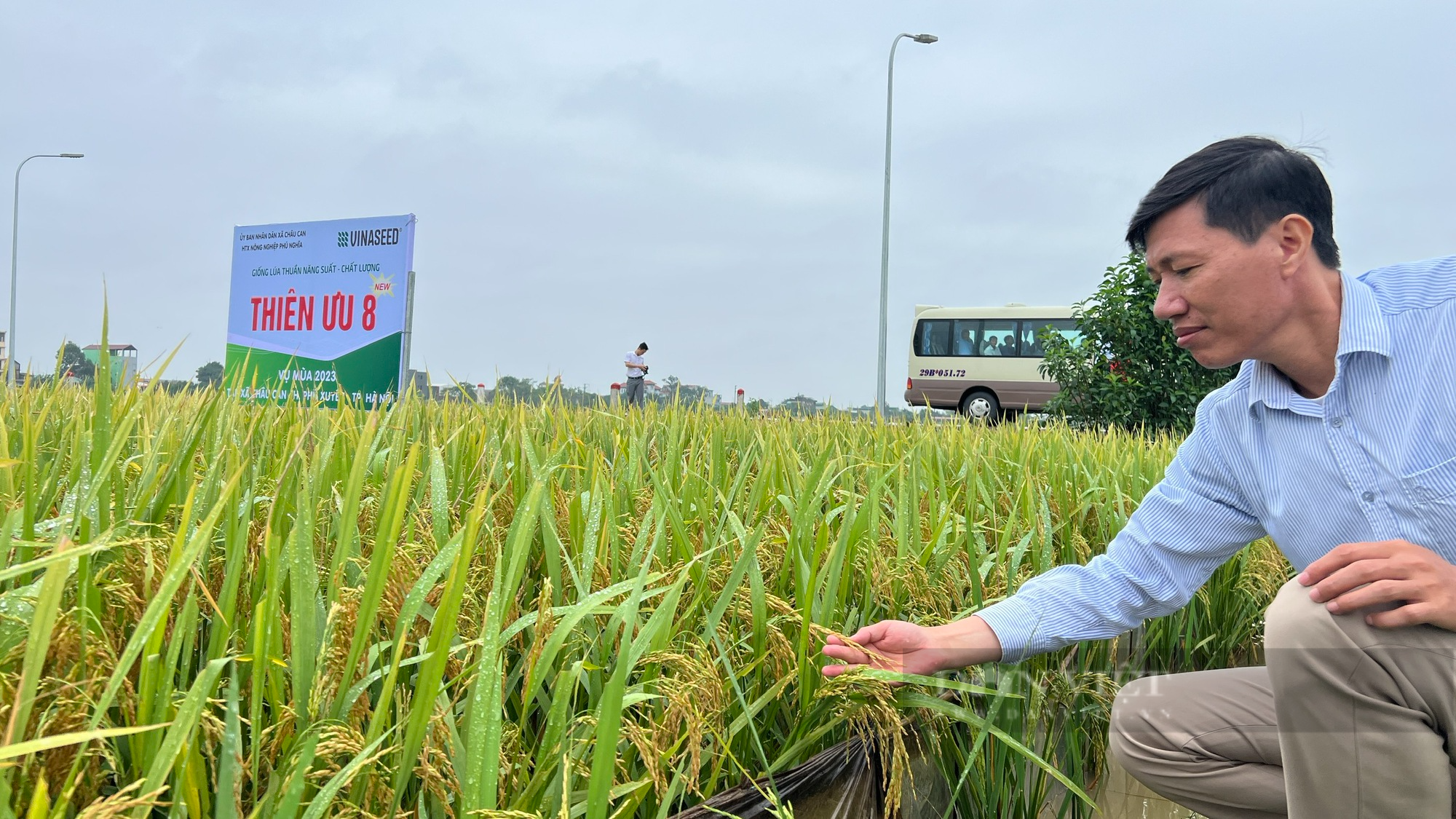 Cấy giống lúa Đài Thơm 8 và Thiên ưu 8 thế hệ mới, nông dân Hà Nội chỉ chờ đếm tiền - Ảnh 1.