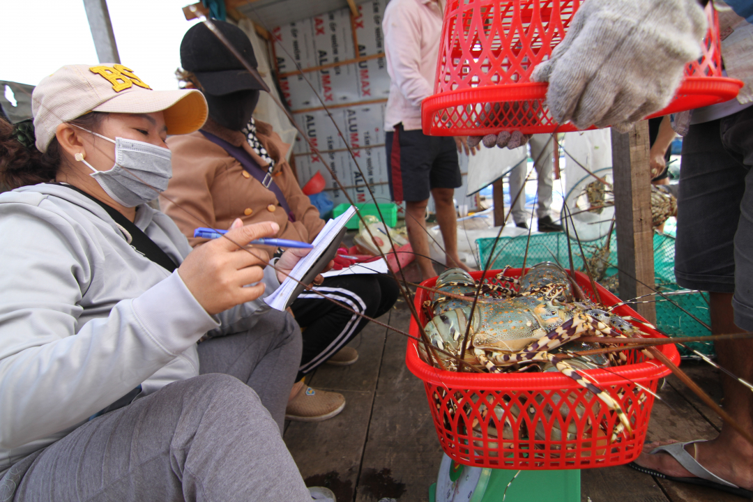 Tôm hùm giá 2,2 triệu đồng/kg, xuất khẩu gấp 30 lần, vì sao Việt Nam vẫn chưa có cơ sở chế biến tôm hùm? - Ảnh 1.