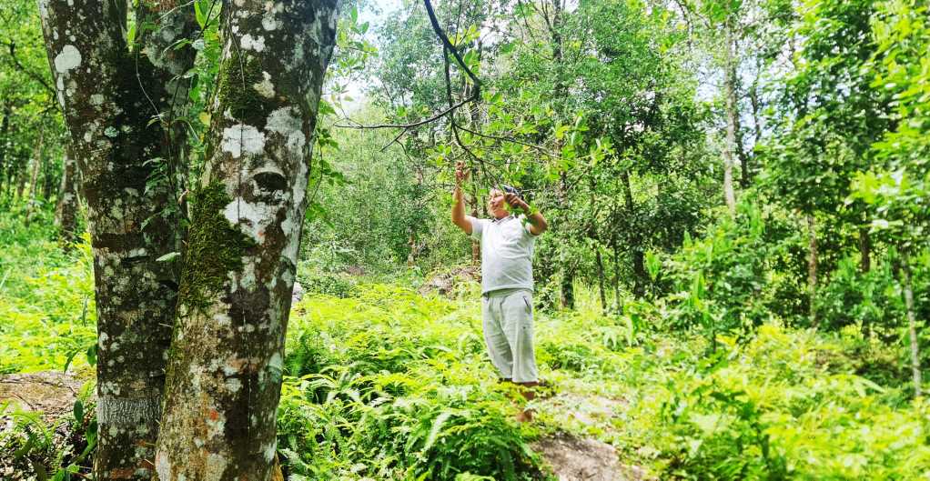 Thứ cây trồng trên đồi ở một vùng của Quảng Ninh, hái quả gọi là hoa mà bán đắt tiền - Ảnh 1.