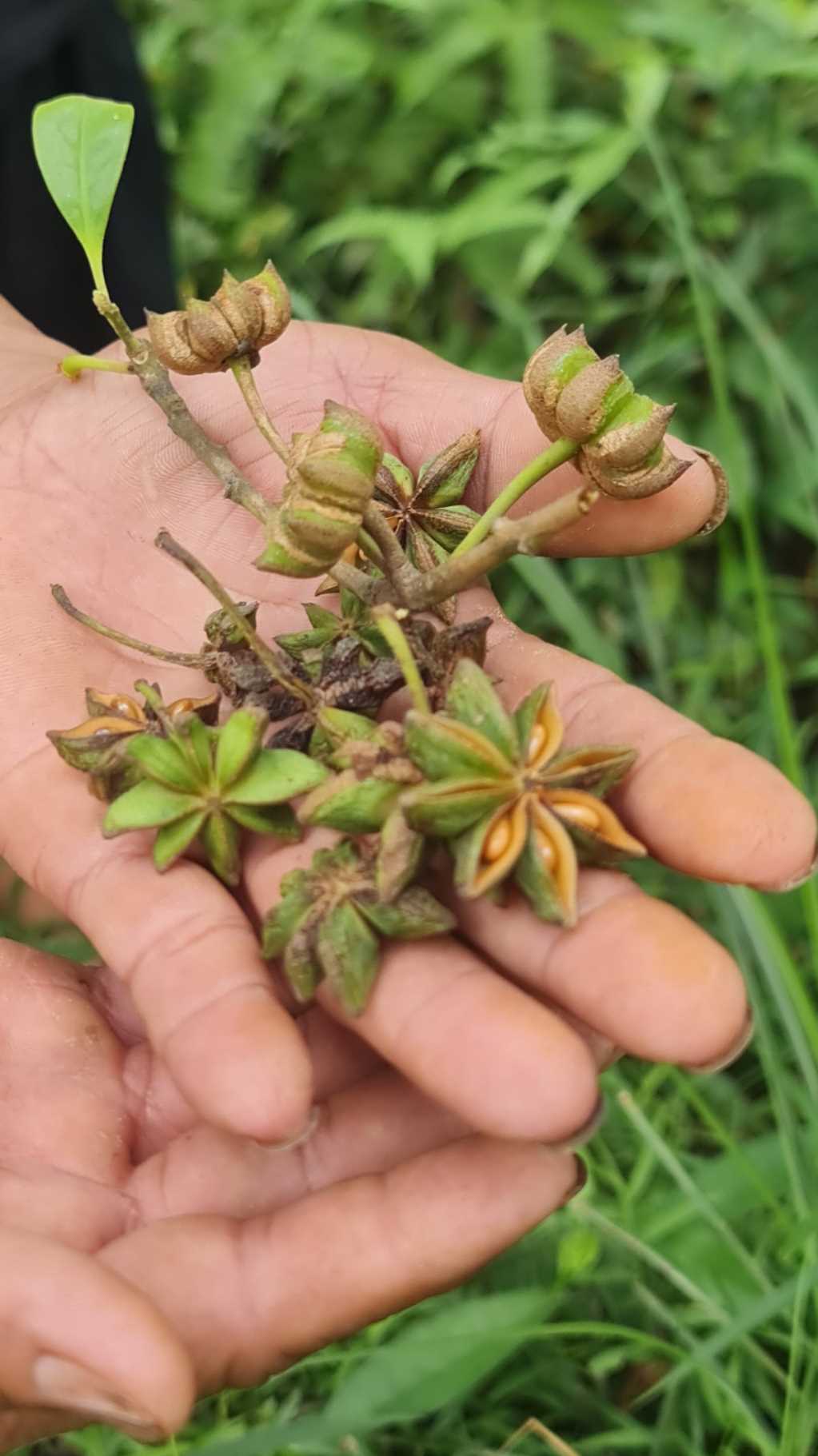 Thứ cây trồng trên đồi ở một vùng của Quảng Ninh, hái quả gọi là hoa mà bán đắt tiền - Ảnh 2.