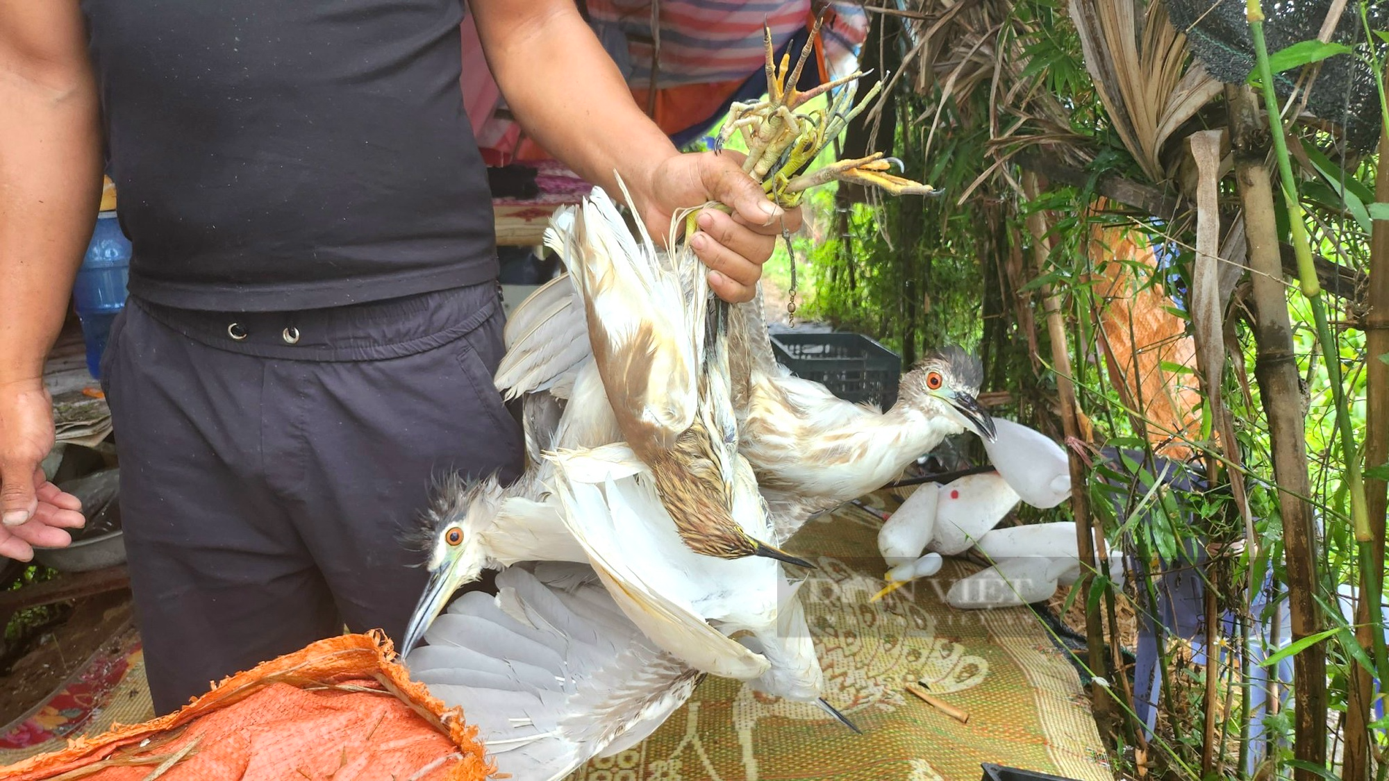 Thanh Hóa tháo gỡ những “thiên la, địa võng” bẫy chim, cò sau phản ánh của báo Dân Việt - Ảnh 11.