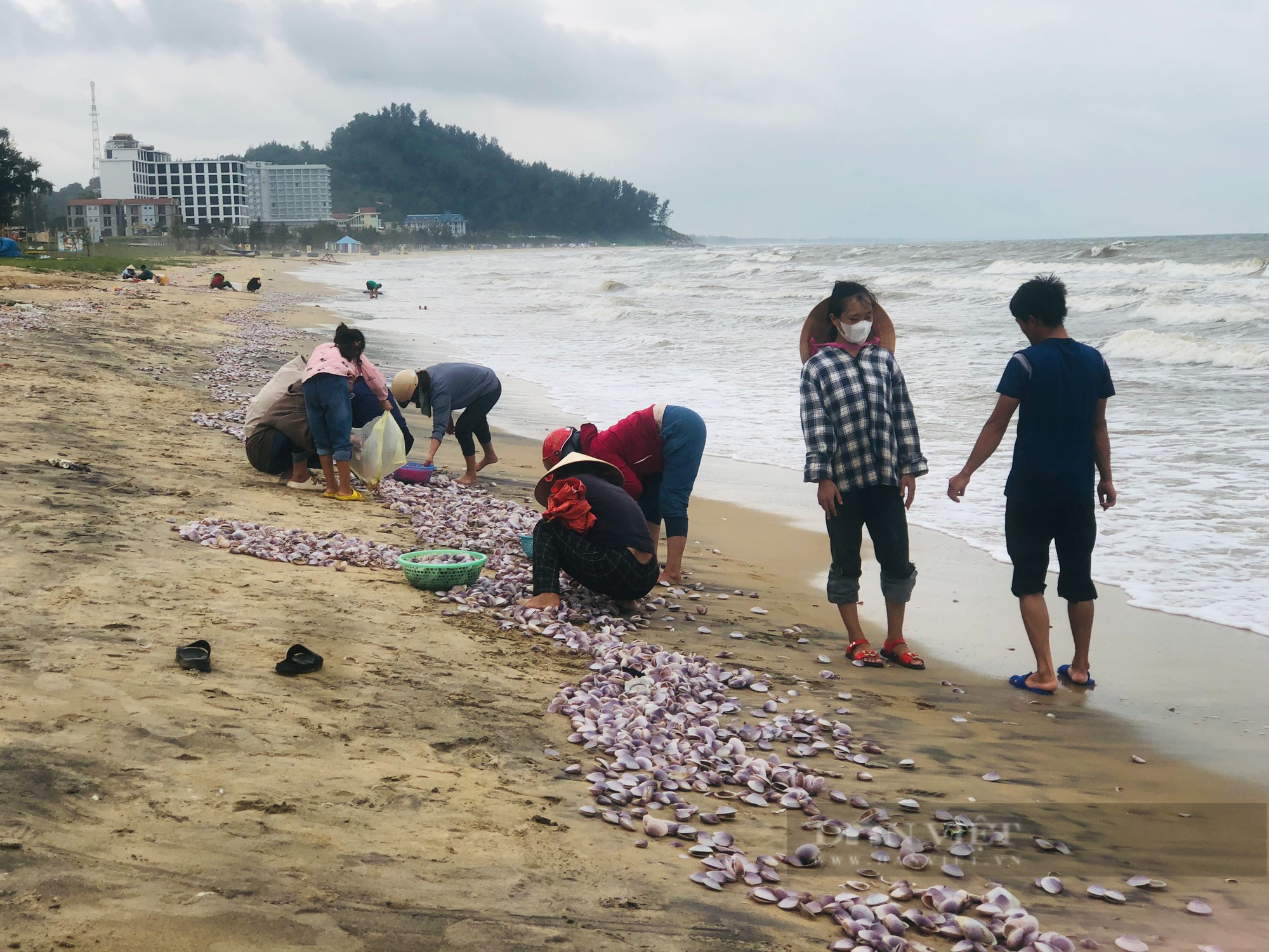 Sò tím trôi dạt vào bờ, người dân Hà Tĩnh đổ xô mang rổ vớt &quot;lộc biển&quot; - Ảnh 2.