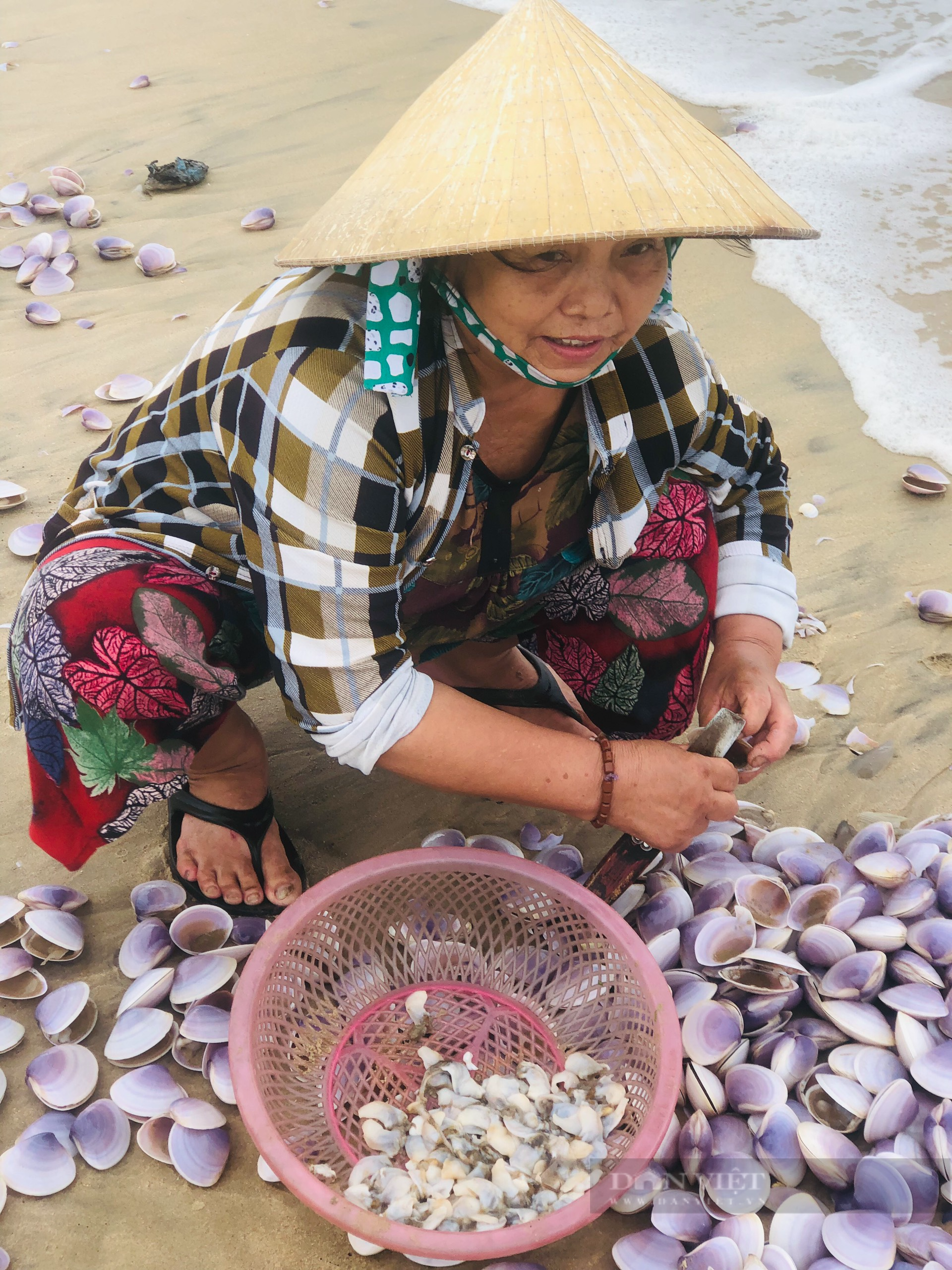 Sò tím trôi dạt vào bờ, người dân Hà Tĩnh đổ xô mang rổ vớt &quot;lộc biển&quot; - Ảnh 4.