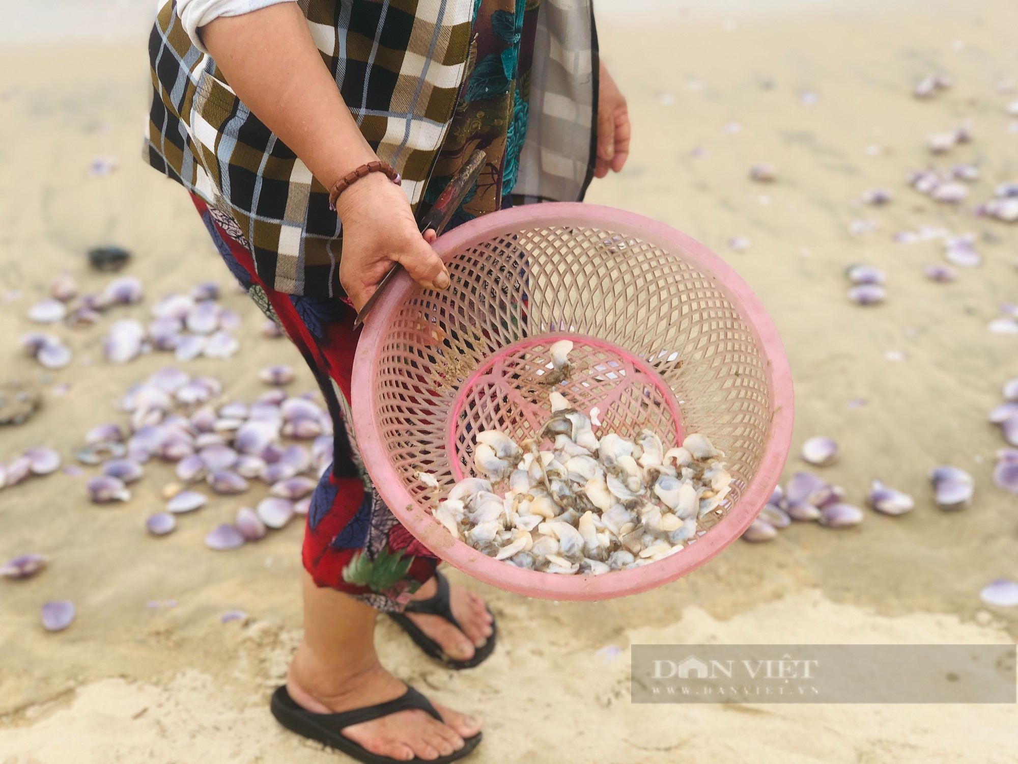 Sò tím trôi dạt vào bờ, người dân Hà Tĩnh đổ xô mang rổ vớt &quot;lộc biển&quot; - Ảnh 5.