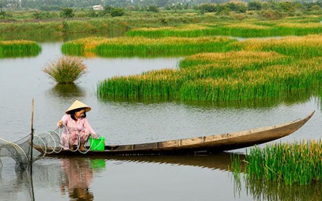 Loại rau mọc tua tủa, trước dùng để chống đói, giờ là đặc sản được săn lùng, biết giá ai cũng hỏi mua - Ảnh 7. Loại rau mọc tua tủa, trước dùng để chống đói, giờ là đặc sản được săn lùng, biết giá ai cũng hỏi mua - Ảnh 7.
