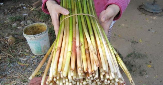 Loại rau mọc tua tủa, trước dùng để chống đói, giờ là đặc sản được săn lùng, biết giá ai cũng hỏi mua - Ảnh 2. Loại rau mọc tua tủa, trước dùng để chống đói, giờ là đặc sản được săn lùng, biết giá ai cũng hỏi mua - Ảnh 2.