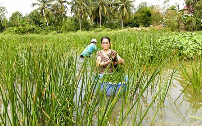 Loại rau mọc tua tủa, trước dùng để chống đói, giờ là đặc sản được săn lùng, biết giá ai cũng hỏi mua - Ảnh 4. Loại rau mọc tua tủa, trước dùng để chống đói, giờ là đặc sản được săn lùng, biết giá ai cũng hỏi mua - Ảnh 4.