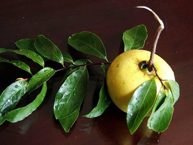 Dân buôn chặt cả cành loại quả này, đi bán như hoa, giá lên tới gần 1 triệu đồng/cành - Ảnh 5. Dân buôn chặt cả cành loại quả này, đi bán như hoa, giá lên tới gần 1 triệu đồng/cành - Ảnh 5.