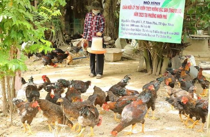 Ở đây nuôi gả đặc sản thả vườn thế nào, mà thương lái đổ xô đến, bán dễ hơn gà thường - Ảnh 1. Ở đây nuôi gả đặc sản thả vườn thế nào, mà thương lái đổ xô đến, bán dễ hơn gà thường - Ảnh 1.