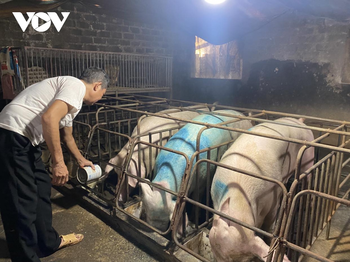 Đìu hiu thủ phủ chăn nuôi lợn của một vùng quê miền Bắc, xem mà xót xa - Ảnh 2. Đìu hiu thủ phủ chăn nuôi lợn của một vùng quê miền Bắc, xem mà xót xa - Ảnh 2.
