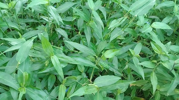 Thứ rau dại tưởng chỉ dành cho lợn ăn, bỗng chốc thành đặc sản, giá 70.000 đồng/kg - Ảnh 5. Thứ rau dại tưởng chỉ dành cho lợn ăn, bỗng chốc thành đặc sản, giá 70.000 đồng/kg - Ảnh 5.
