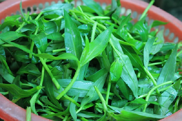 Thứ rau dại tưởng chỉ dành cho lợn ăn, bỗng chốc thành đặc sản, giá 70.000 đồng/kg - Ảnh 1. Thứ rau dại tưởng chỉ dành cho lợn ăn, bỗng chốc thành đặc sản, giá 70.000 đồng/kg - Ảnh 1.