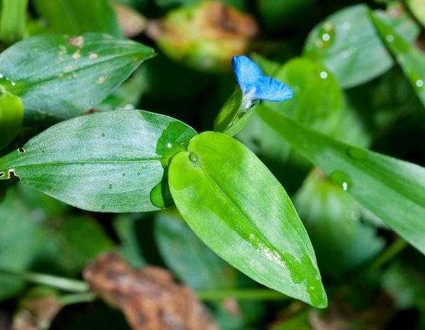 Thứ rau dại tưởng chỉ dành cho lợn ăn, bỗng chốc thành đặc sản, giá 70.000 đồng/kg - Ảnh 2. Thứ rau dại tưởng chỉ dành cho lợn ăn, bỗng chốc thành đặc sản, giá 70.000 đồng/kg - Ảnh 2.
